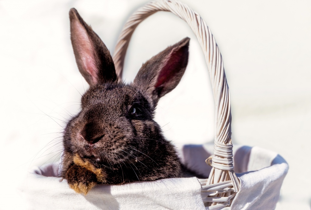 easter-brown-rabbit-with-brown-eyes-in-a-wooden-white-basket-with-an-orange-ribbon.jpg